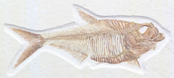 Detailed, Diplomystus Fossil Fish - Wyoming #41046